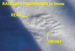 Raccoon tracks in snow (C) Daniel Friedman at InspectApedia.com
